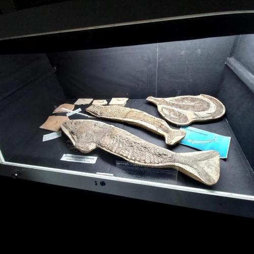 WhatsApp-Image-2023-05-25-at-08.54.47